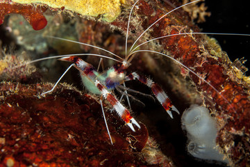 Banded Boxer Shrimp - Stenopus hispidus - Gebänderte Scherengarnele