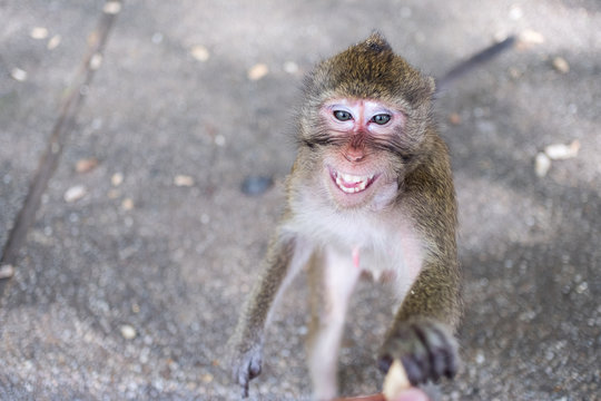 Close up portrait of monkey.