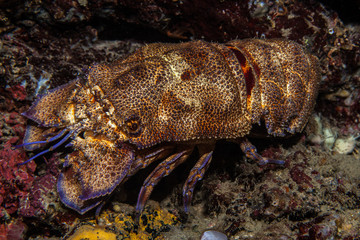 Slipper Lobster, Scyllarides latus
