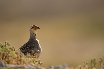 Grey francolin at Hamala farm, Bharain