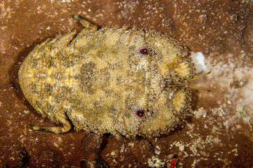 Slipper Lobster, Parribacus caledonicus