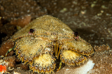 Slipper Lobster, Parribacus caledonicus