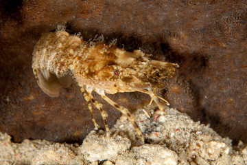 jumping Slipper Lobster, Scyllarus, Scyllarides