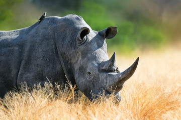 White rhinoceros bull portrait , highly focused and alerted in tall golden grass. Kruger National Park. Ceratotherium simum