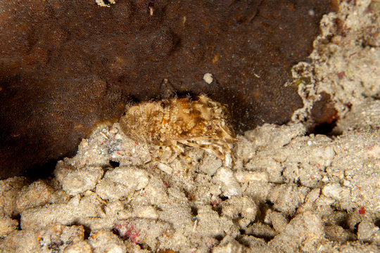 Slipper Lobster, Scyllarus, Scyllarides