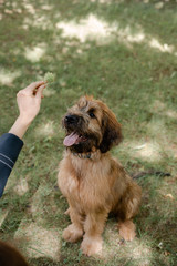 A red puppy briard playing in the park