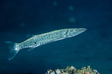 Barracuda, ray-finned fish