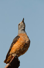 Closeup of Rufous-tailed rock thrush, Bahrain 