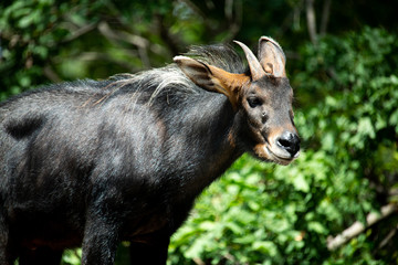 Fototapeta premium Beautiful curious Chamios stand on rock and look around among green trees background on hot summer day.