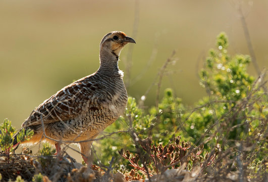 Grey francolin at Hamala farm, Bharain