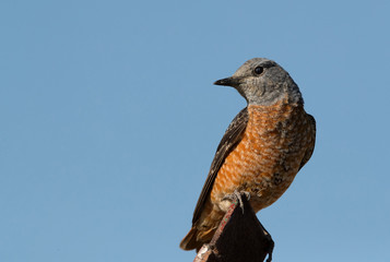 Closeup of Rufous-tailed rock thrush, Bahrain 