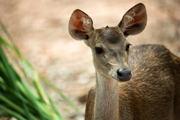 Portrait curious white brown deer and blur background 