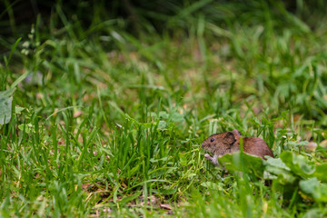 Field Vole (Microtus agrestis)