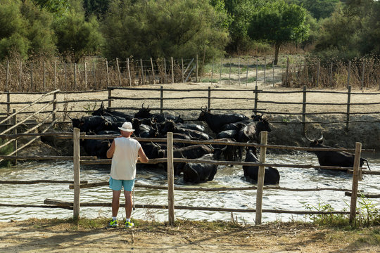 Sorting of the herd of bulls at french Camargue manade with a watching tourist at the foreground.