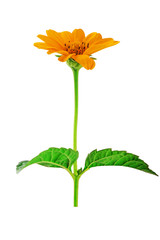 Yellow daisy flower on a white background.