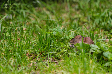 Field Vole (Microtus agrestis)