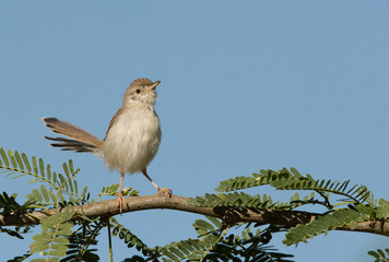 The plain prinia perched on a tree