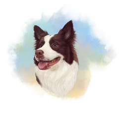 Naklejka na ściany i meble Realistic Portrait of Chocolate Border Collie Dog. Head of a cute puppy on watercolor background. Animal art collection: Dogs. Hand Painted Illustration of Pet. Design template. Good for print t shirt