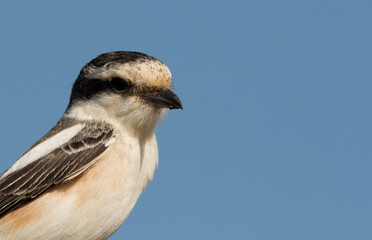 Closeup  of Masked shrike at Hamala farm, Bahrain 