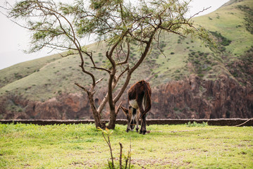 donkey grazing on green country of mountain in cape verde Africa