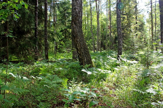 A forest consisting of a wide variety of coniferous and deciduous plants on a sunny summer day. A unique image of wildlife.