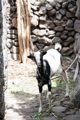 cute goat looking at camera