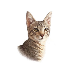 Striped kitten isolated on white background. Realistic portrait of a cat. Hand Drawing of pet. Design template. Good for print on pillow, T shirt. Animal art collection Cats. Hand painted illustration