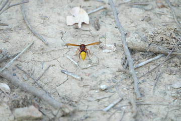 Wasps on the ground