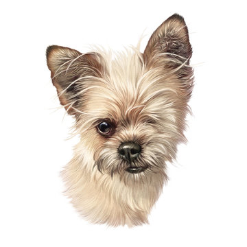 Portrait of a cute Yorkshire Terrier isolated on white background. Illustration of a Lap Dog. Cute puppy. Hand drawn illustration of pet. Animal art collection: Dogs. Design template.