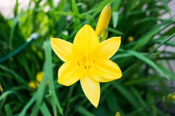 Fototapeta na wymiar Yellow lilies close up photo with green leaves background.
