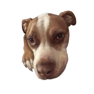 Cute Pit Bull Terrier Puppy isolated on white background. Portrait of a dog. Animal art collection: Dogs. Hand Painted Illustration of Pets. Design template for banner, cover, card, pillow