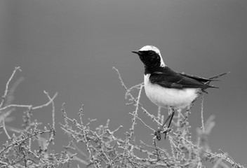 Pied Wheatear perched on dry bush, Bahrain 