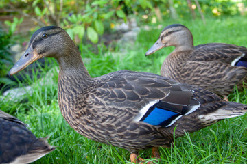 mallard