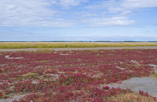 Laesoe / Denmark: View from a salt marsh on Kringelroen in the south of the Kattegat island over a dry fallen tidal creek bank with red pickleweed to the north