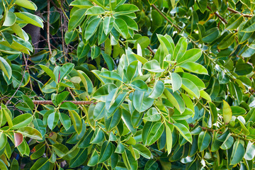 Close up sweet olive tree (osmanthus fragrans) leaves