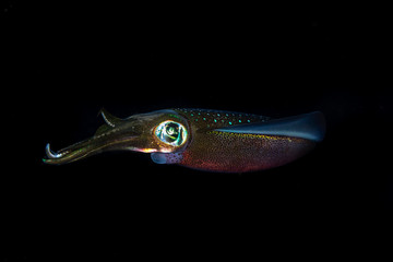 Bigfin reef squid, Sepioteuthis lessoniana during night dive
