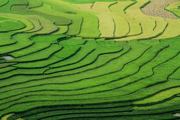 Tiered rice paddy, Tu Le, Son La, Vietnam 