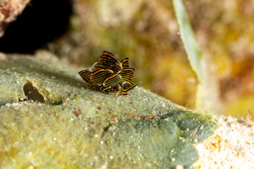 Black Linded Sapsucking Slug , Cyerce nigra