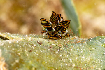 Black Linded Sapsucking Slug , Cyerce nigra