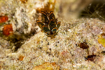 Black Linded Sapsucking Slug , Cyerce nigra