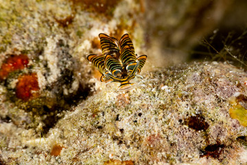 Black Linded Sapsucking Slug , Cyerce nigra