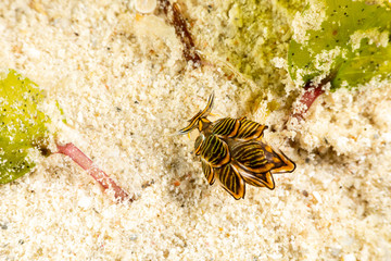 Black Linded Sapsucking Slug , Cyerce nigra