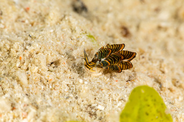 Black Linded Sapsucking Slug , Cyerce nigra