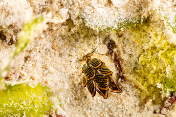 Black Linded Sapsucking Slug , Cyerce nigra