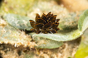 Black Linded Sapsucking Slug , Cyerce nigra