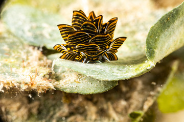 Fototapeta premium Black Linded Sapsucking Slug , Cyerce nigra