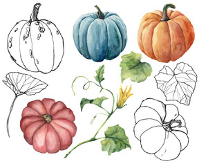 Watercolor set with linear pumpkins and leaves. Hand painted red, blue, orange and stripe gourds isolated on white background. Autumn festival. Botanical illustration for design, print or background.