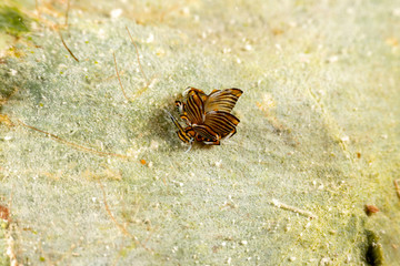 Black Linded Sapsucking Slug , Cyerce nigra