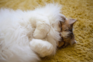 Persian white cat resting on the palace