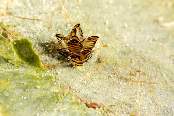 Black Linded Sapsucking Slug , Cyerce nigra